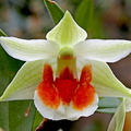 Dendrobium Hsinying Mareezukii