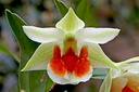 Dendrobium Hsinying Mareezukii