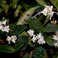 Dendrobium aberrans