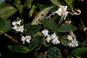 Dendrobium aberrans