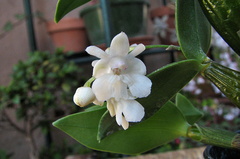 Dendrobium aberrans