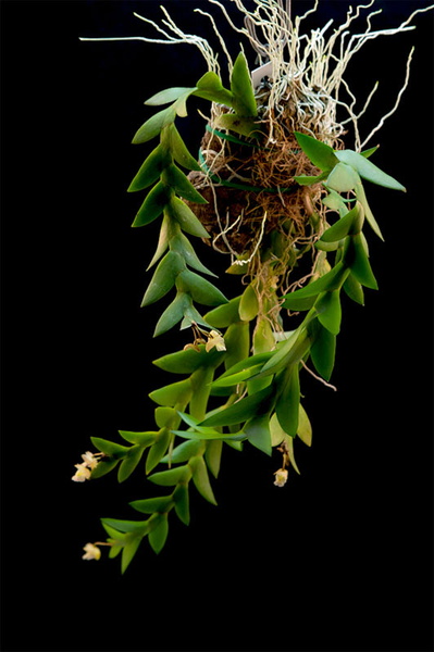 Dendrobium acinaciforme
