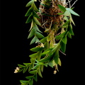 Dendrobium acinaciforme