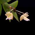 Dendrobium acinaciforme