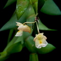 Dendrobium acinaciforme