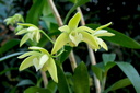 Dendrobium adae