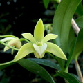 Dendrobium adae