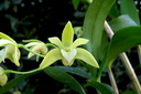 Dendrobium adae