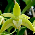 Dendrobium adae