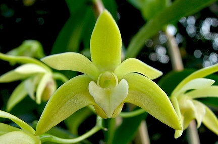 Dendrobium adae