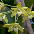 Dendrobium adae