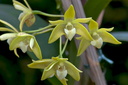 Dendrobium adae