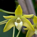 Dendrobium adae