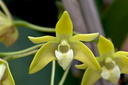 Dendrobium adae