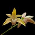 Dendrobium adae