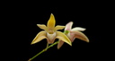 Dendrobium adae