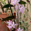 Dendrobium aduncum