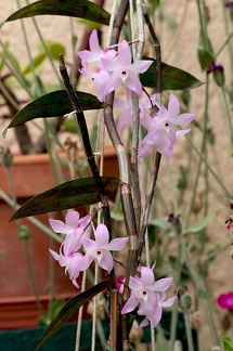 Dendrobium aduncum