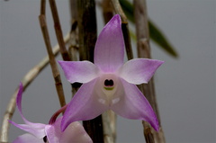 Dendrobium aduncum