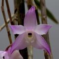 Dendrobium aduncum