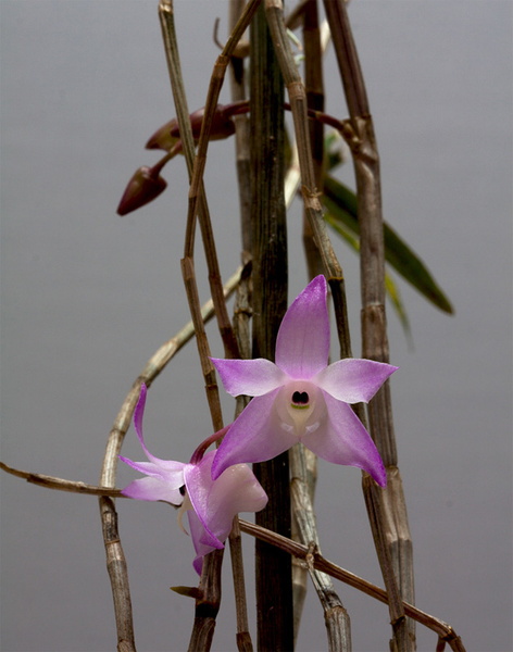 Dendrobium_aduncum11.jpg