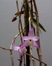 Dendrobium aduncum