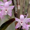 Dendrobium aduncum