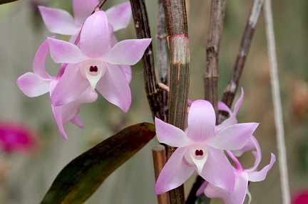 Dendrobium aduncum