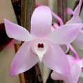 Dendrobium aduncum