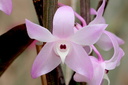 Dendrobium aduncum