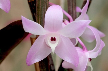 Dendrobium aduncum