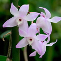 Dendrobium aduncum