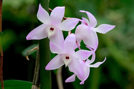 Dendrobium aduncum