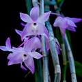 Dendrobium aduncum