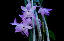 Dendrobium aduncum