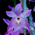 Dendrobium aduncum