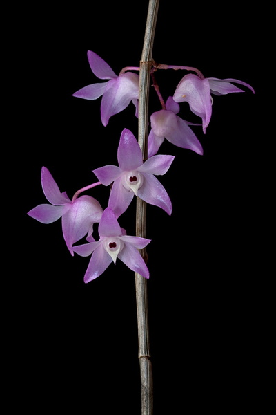 Dendrobium aduncum