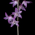 Dendrobium aduncum