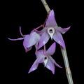 Dendrobium aduncum