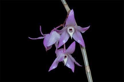 Dendrobium aduncum