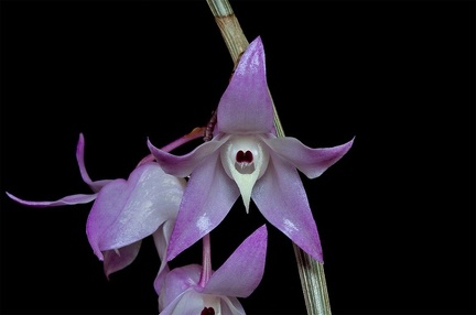 Dendrobium aduncum