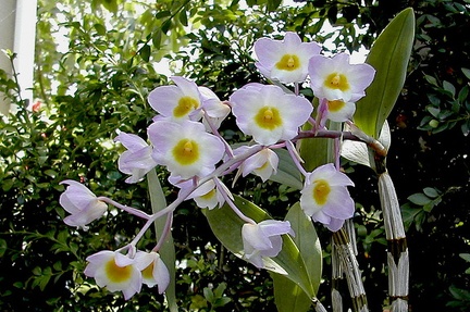 Dendrobium amabile