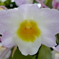 Dendrobium amabile