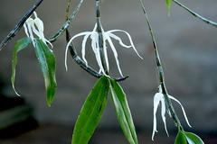 Dendrobium amboinense