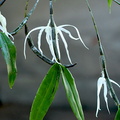 Dendrobium amboinense