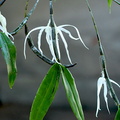 Dendrobium_amboinense2.jpg