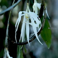 Dendrobium amboinense