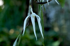 Dendrobium amboinense