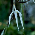 Dendrobium amboinense