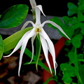 Dendrobium amboinense